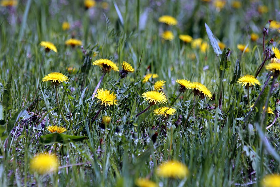 dandelions, field, meadow, grass, summer, nature, plant, environment HD wallpaper