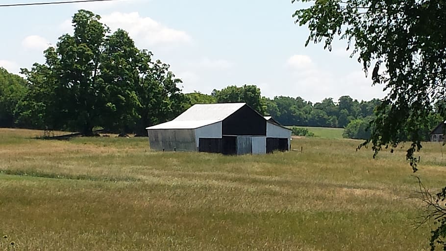 farm, trees, fields, summer, country, barn, plant, built structure HD wallpaper