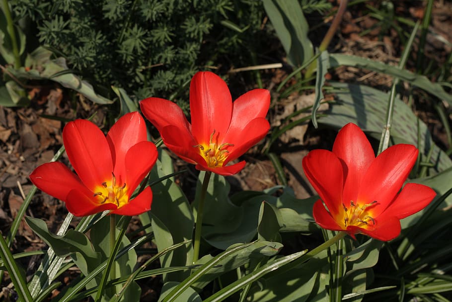 tulip, spring, nature, flower, pink, bloom, garden, red, flora HD wallpaper