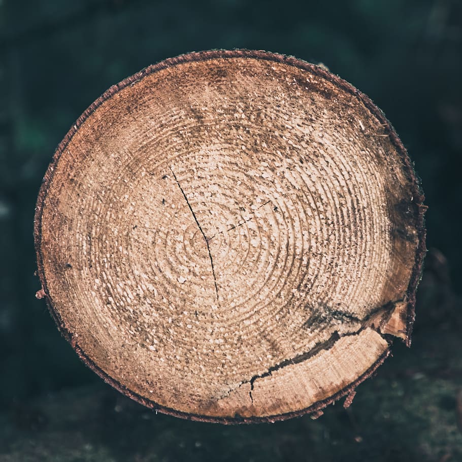 close-up, tree, tree ring, focus on foreground, wood, textured HD wallpaper