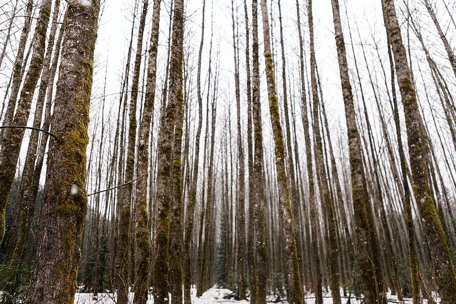 canada, chilliwack, trees, snow, winter, forest, plant, land HD wallpaper