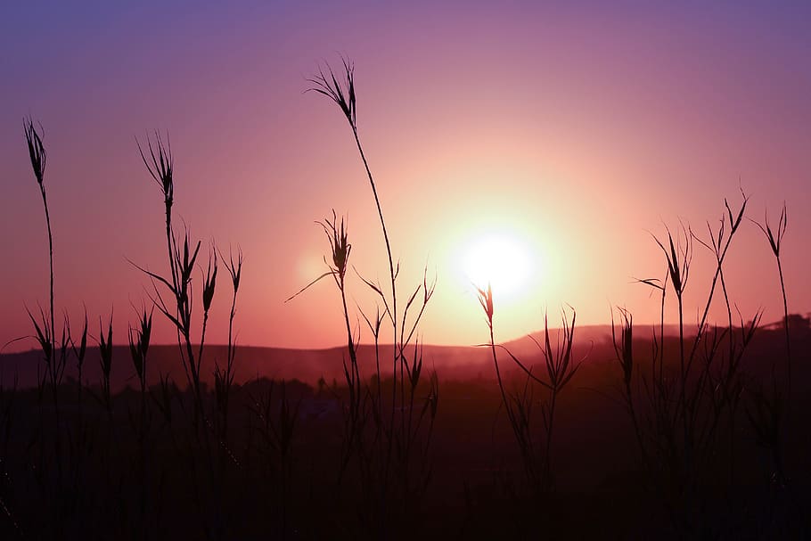 sunset, silhouette, landscape, plant, sky, pink, purple, nature, HD wallpaper