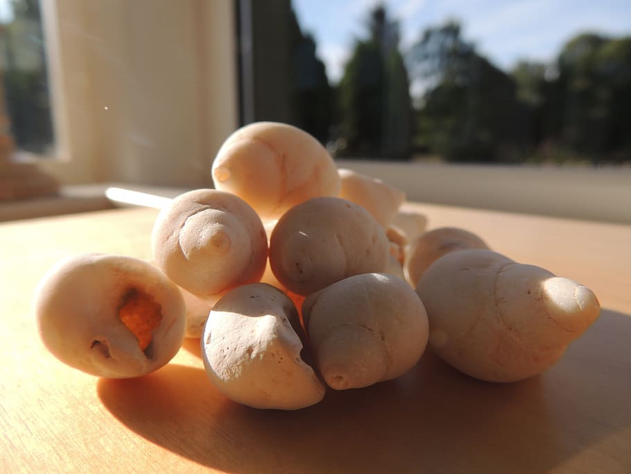 united kingdom, preston, shells, sea shells, bokeh, food and drink HD wallpaper