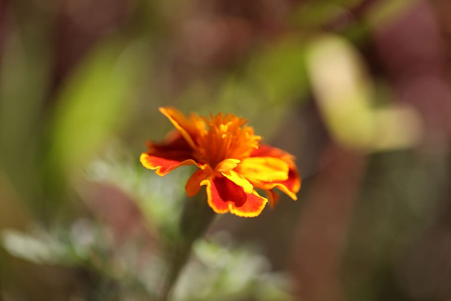 flower, flowering plant, beauty in nature, freshness, vulnerability HD wallpaper