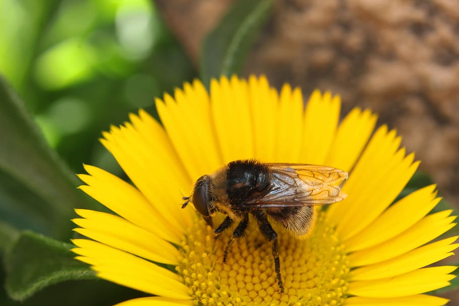 blossom, bloom, insect, macro, flowers, nature, close up, bee HD wallpaper