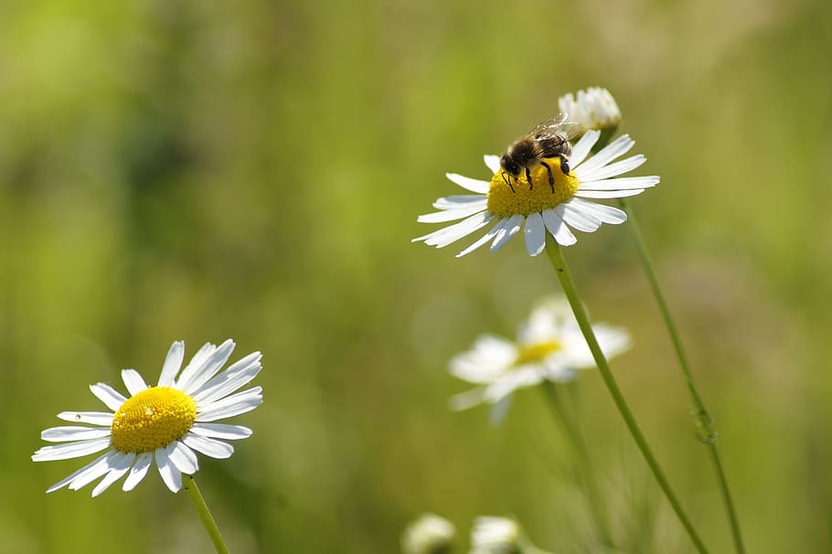 daisy, bee, flower, nature, insect, plant, background, flowering plant HD wallpaper