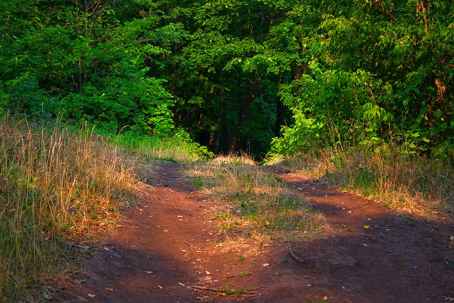 con2011, environment, environmental, green, image, nature, peace HD wallpaper