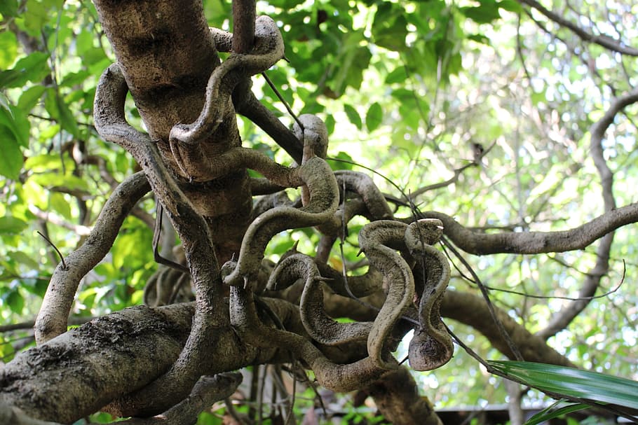 Tangled rainforest vines, wrapped, warped, jungle, tropical, tree