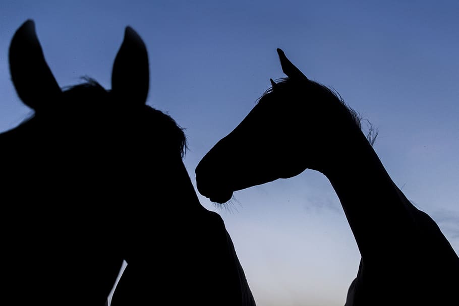 denmark, randbøldal, blue hors aps, silhouette, mammal, domestic animals HD wallpaper