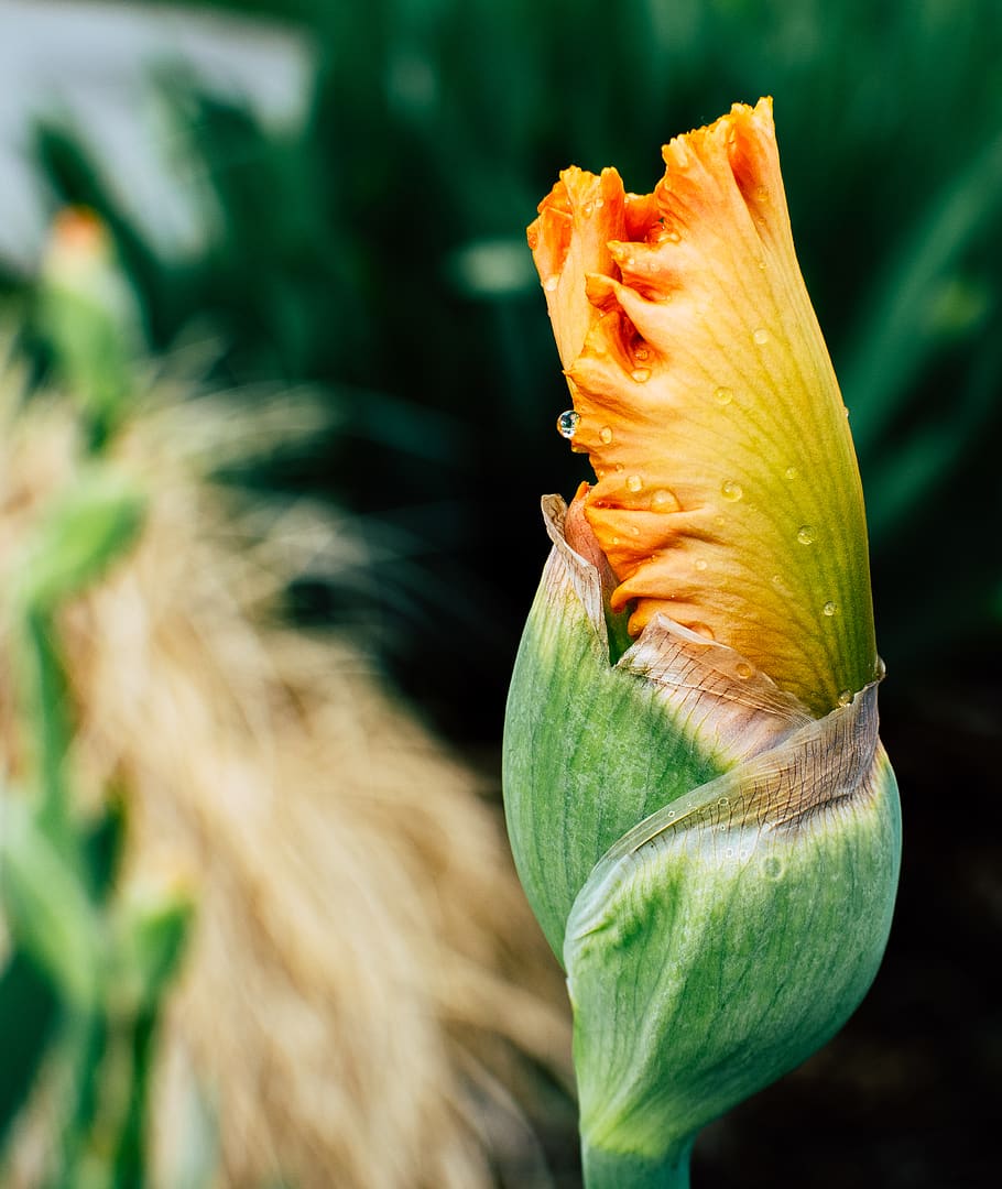Close-up Photo Of Yellow Iris Flower Bud, bloom, blossom, dew HD wallpaper