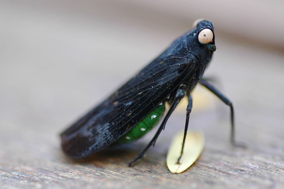 insect, bug, nature, small, wing, delicate, animal, wildlife HD wallpaper