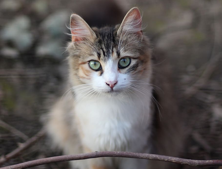 cat, coloring, pet, about, one animal, portrait, looking at camera HD wallpaper