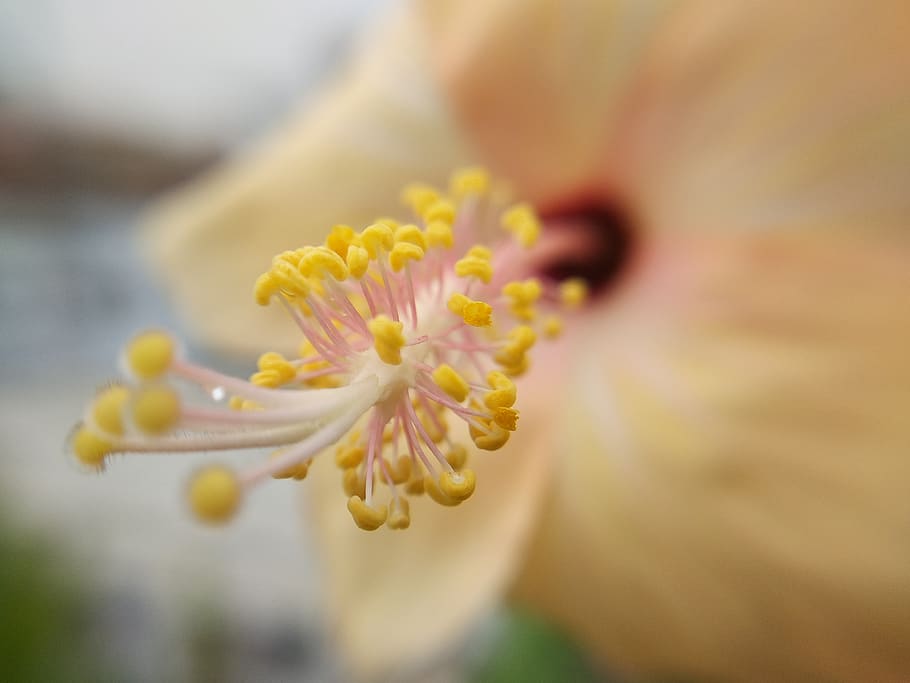 yellow hibiscus flower, blossom, flora, plant, india, yadav nagar rd HD wallpaper