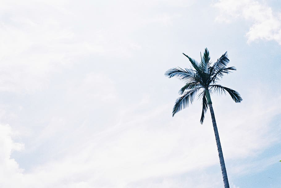 trees, palm tree, tropical climate, low angle view, sky, cloud - sky HD wallpaper
