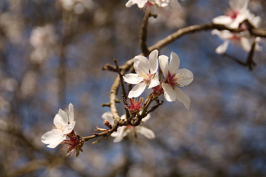 cherry blossom, nature, flower, spring, tree, branch, japanese HD wallpaper