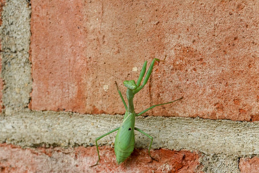 praying, mantis, green, garden, insect, green color, wall - building feature HD wallpaper