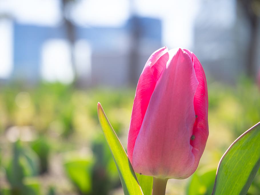 tulip, flowers, spring, natural, spring flowers, pink, garden HD wallpaper