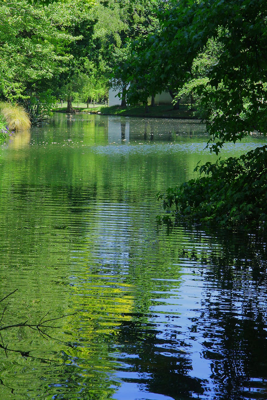 calm, green, water, reflection, pond, ripples, peaceful, relax HD wallpaper
