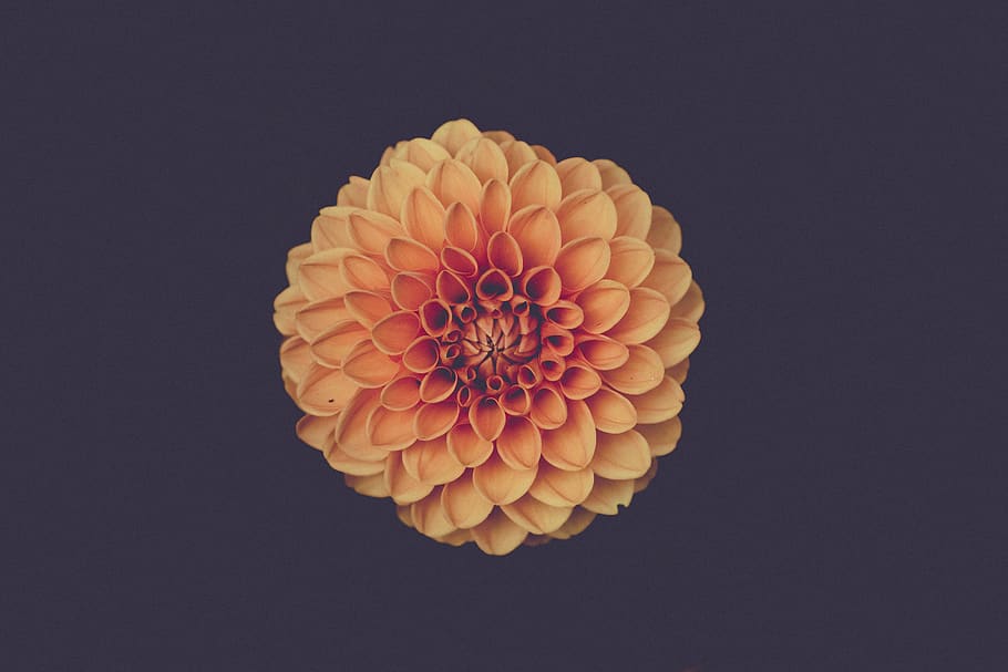 flower, origami, studio shot, indoors, black background, orange color HD wallpaper