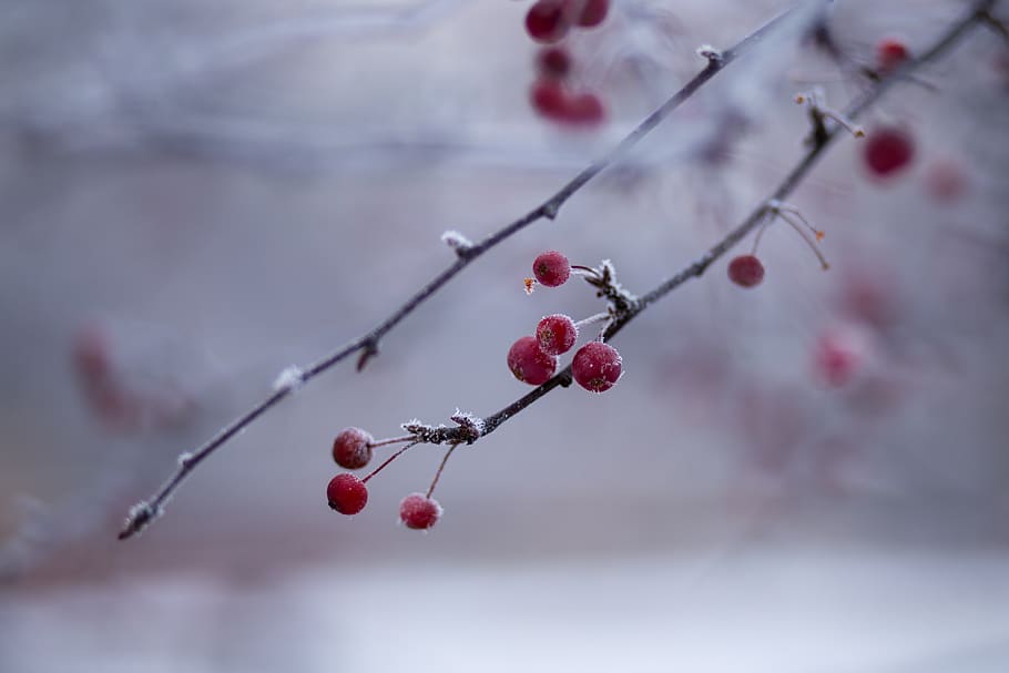 Red Berry Fruit, berries, blur, blurred background, branches HD wallpaper