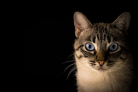 close up photo of tabby cat, whisker, pet, kitten, animal, domestic HD wallpaper