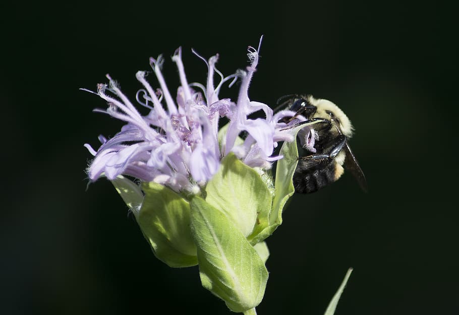 bee, plant, flower, bumblebee, blossom, nature, garden, pollen HD wallpaper