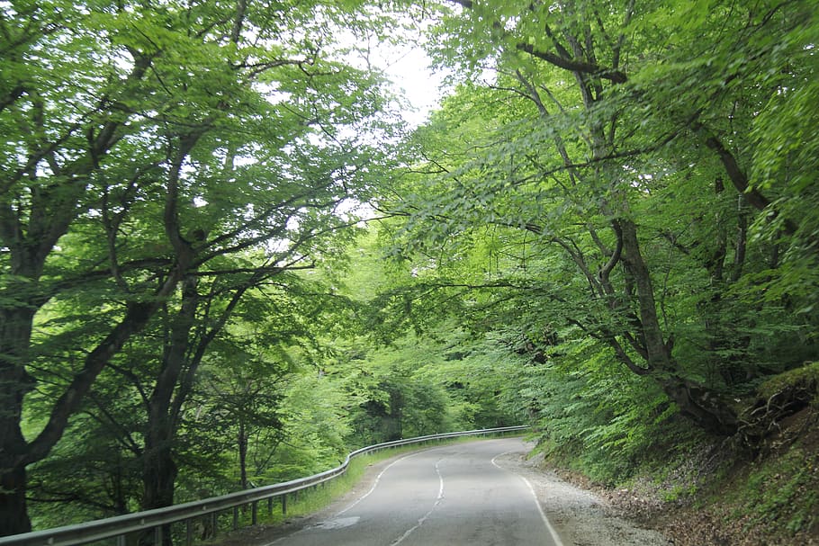 green, view, georgia, trees, the way forward, plant, direction HD wallpaper