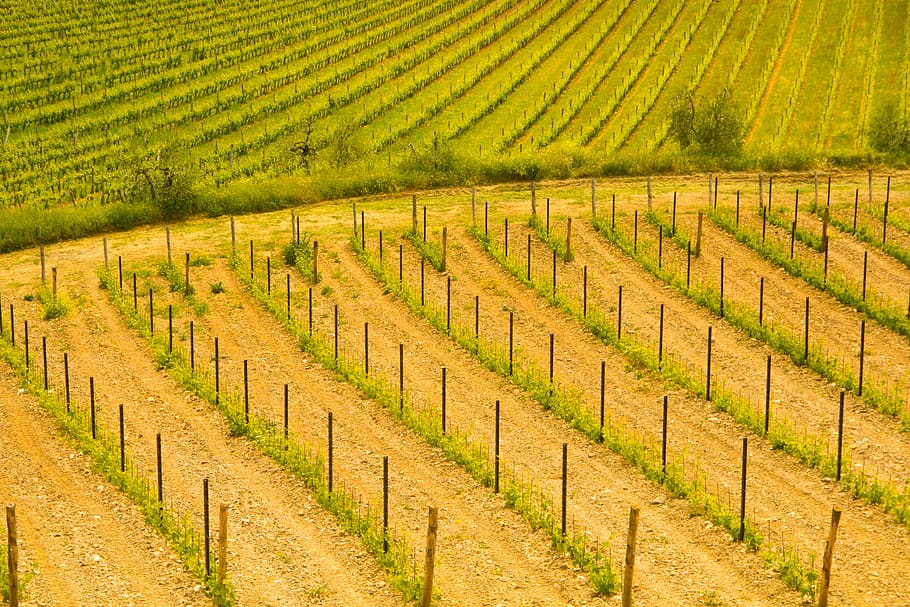italy, vineyard, wine, field, agriculture, land, rural scene HD wallpaper