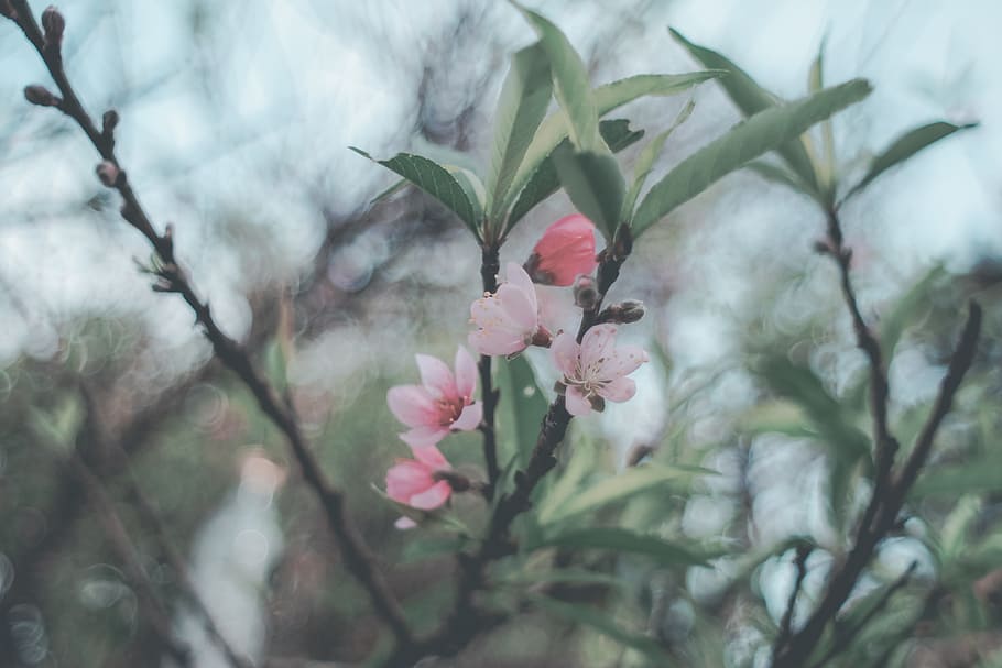 Selective Focus Photography of Pink Petaled Flowers, apple blossom, HD wallpaper