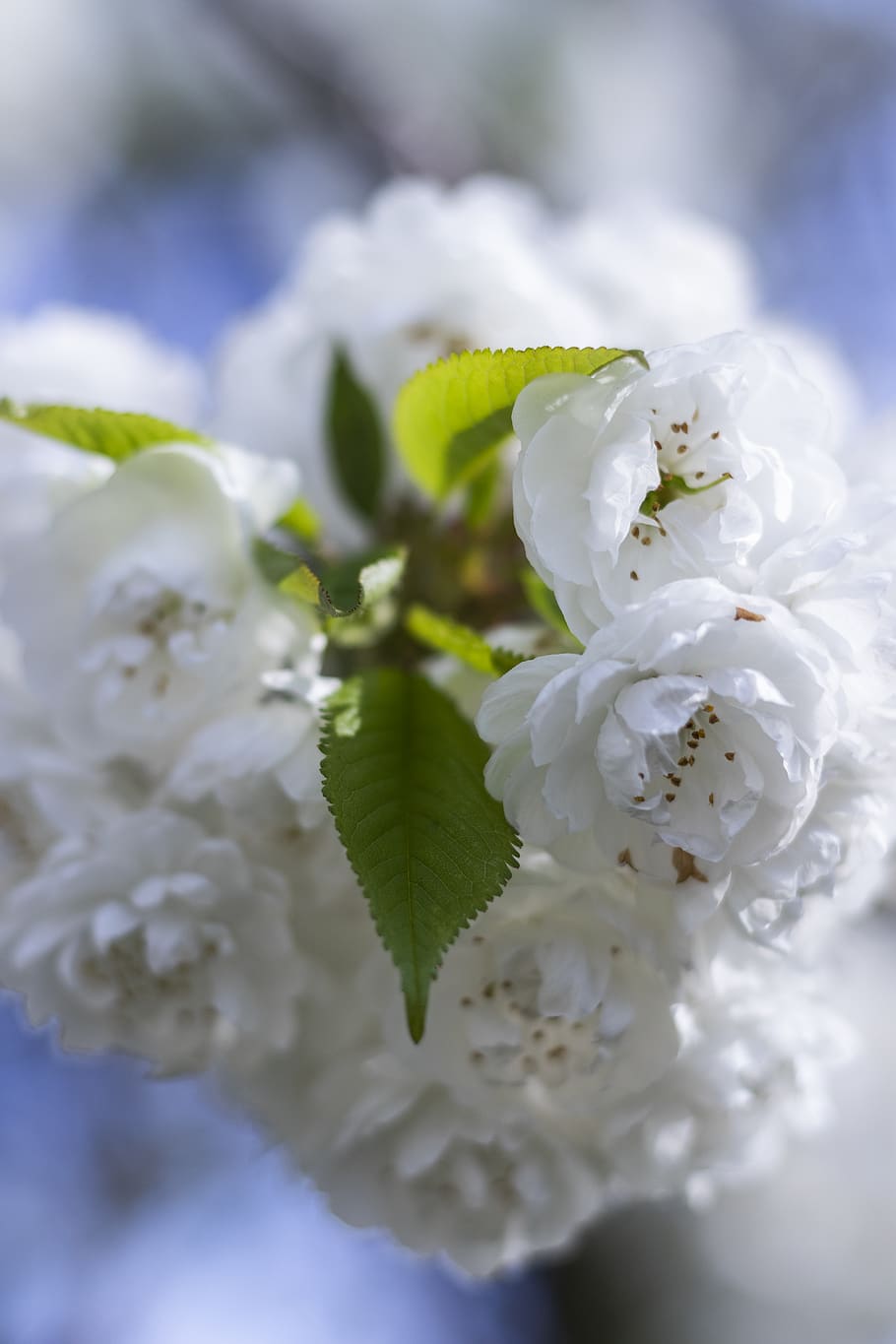 white-petaled flowers, plant, blossom, cherry blossom, geranium HD wallpaper