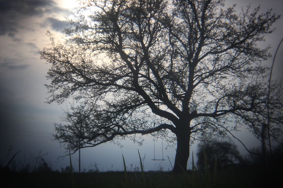 ukraine, chornobyl, sun, tree, old tree, nature, swing, plant HD wallpaper