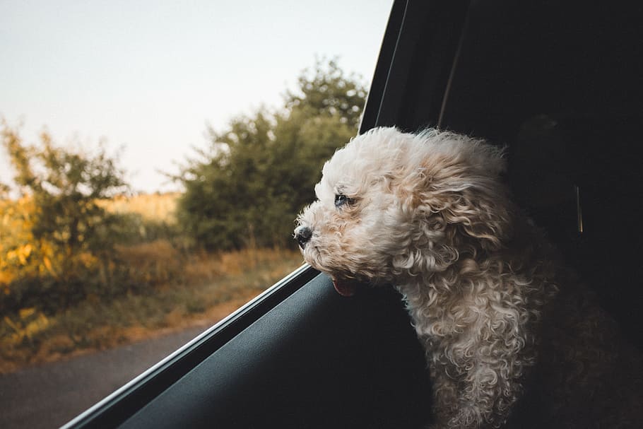 selective focus photography of long-coated dog inside vehicle, HD wallpaper
