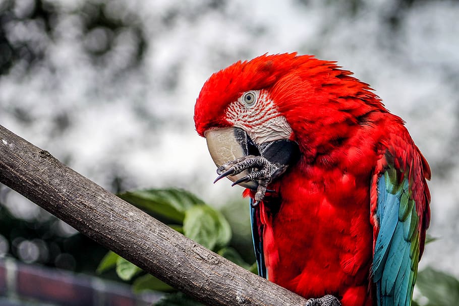 parrot, bird, vertebrate, animal themes, one animal, animal wildlife HD wallpaper