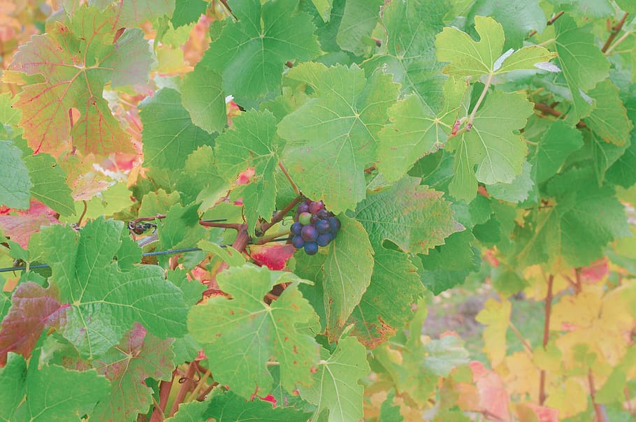 leaves, grapes, green, plant part, leaf, green color, growth HD wallpaper