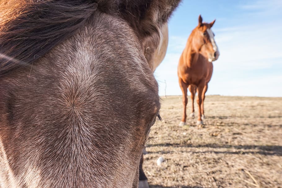 Hd Wallpaper Canada Horses Sorrel Buckskin Quarterhorse Cute Animal Wallpaper Flare