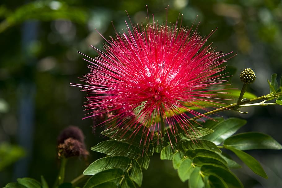 flower, red, beautiful, summer, the nature of the, australia HD wallpaper