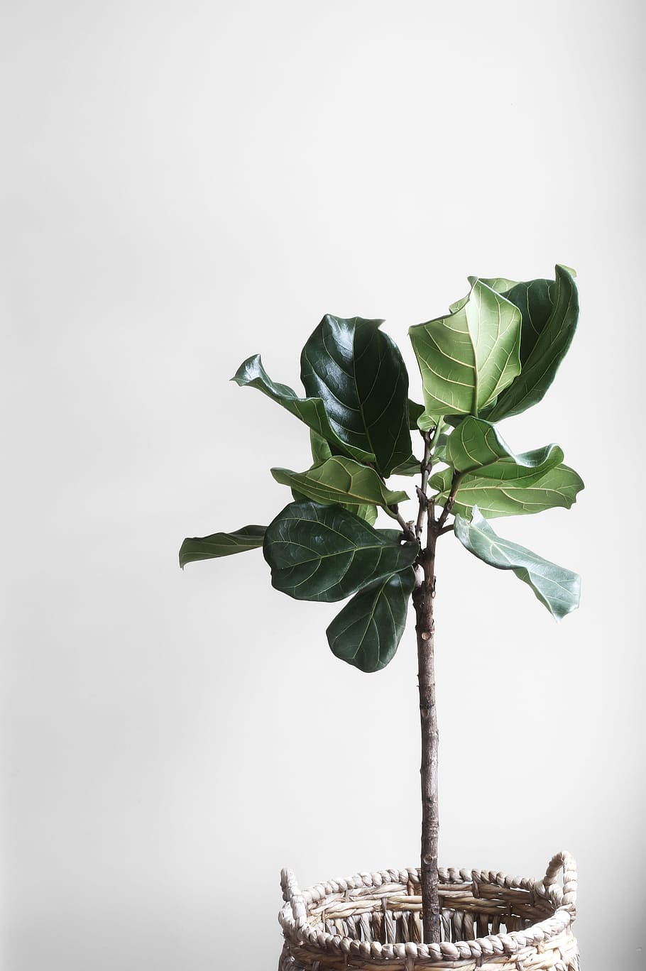 baskets, gray, green, leaves, plants, pots, white, leaf, plant part HD wallpaper