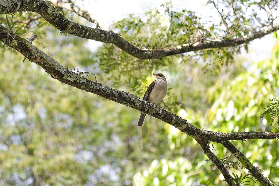 Bird on Tree Branch, animal, blurred background, branches, bright HD wallpaper