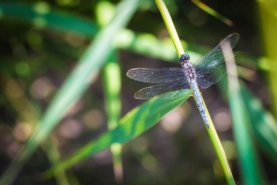 dragonfly, macro, nature, insect, blue, animals, flower, green HD wallpaper