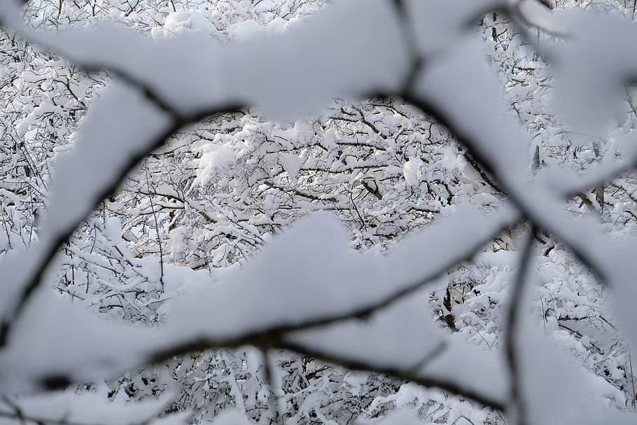 snow, branch, tree, winter, nature, cold, cold temperature HD wallpaper