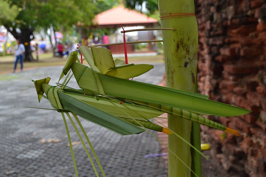 thailand, cricket, leaf, green, focus on foreground, day, green color HD wallpaper