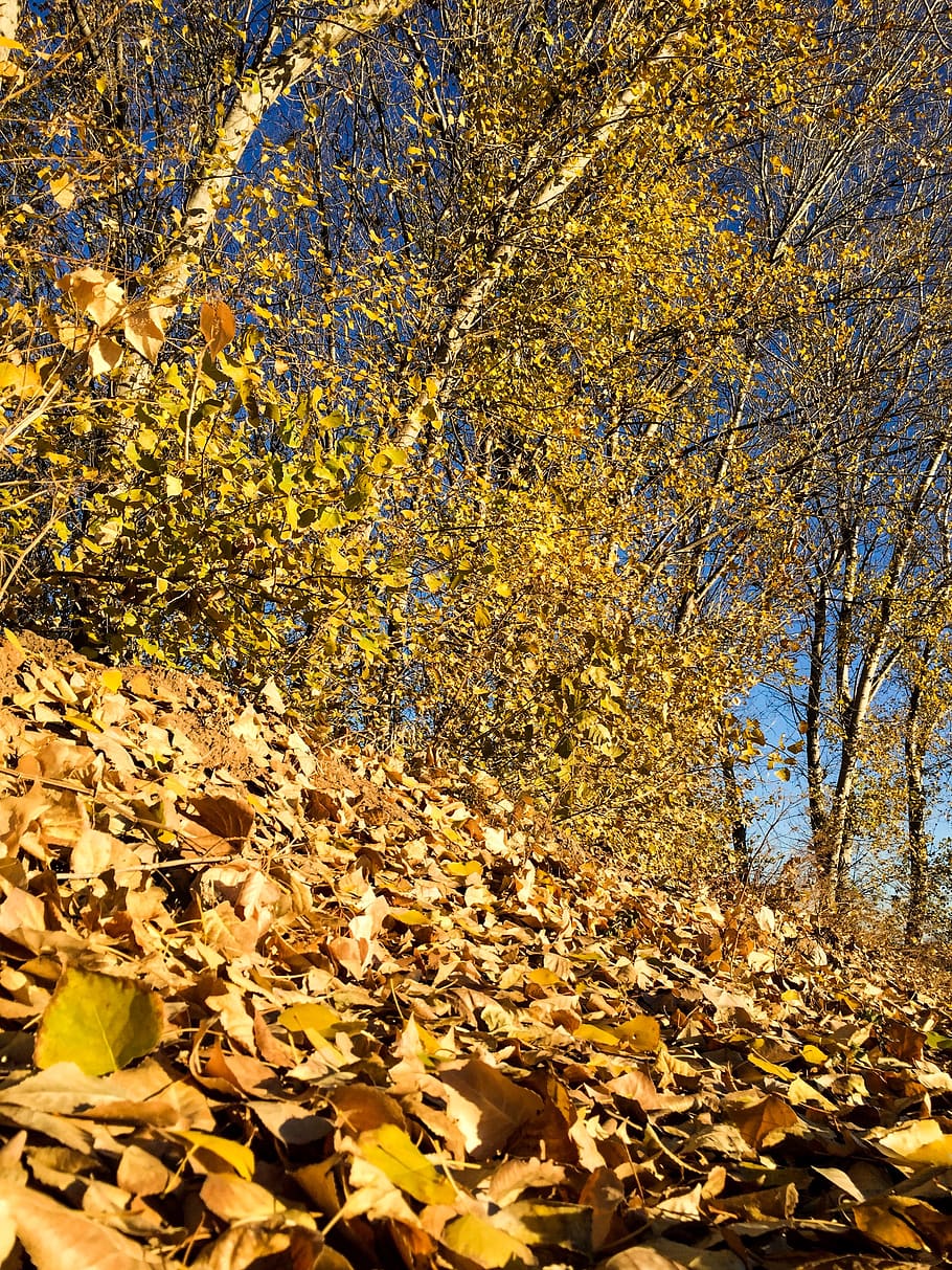 spain, villena, autumn, change, tree, plant, yellow, leaf, plant part HD wallpaper
