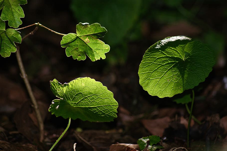 germany, frankfurt, leaf, plant part, green color, growth, close-up HD wallpaper