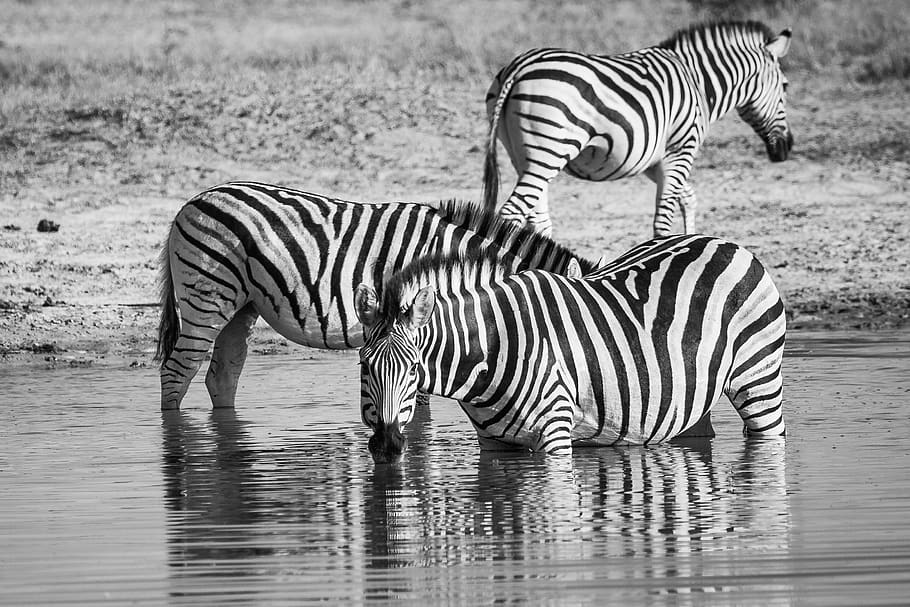 zebra drinking, zebras drinking, equid, waterhole, eyes, looking HD wallpaper