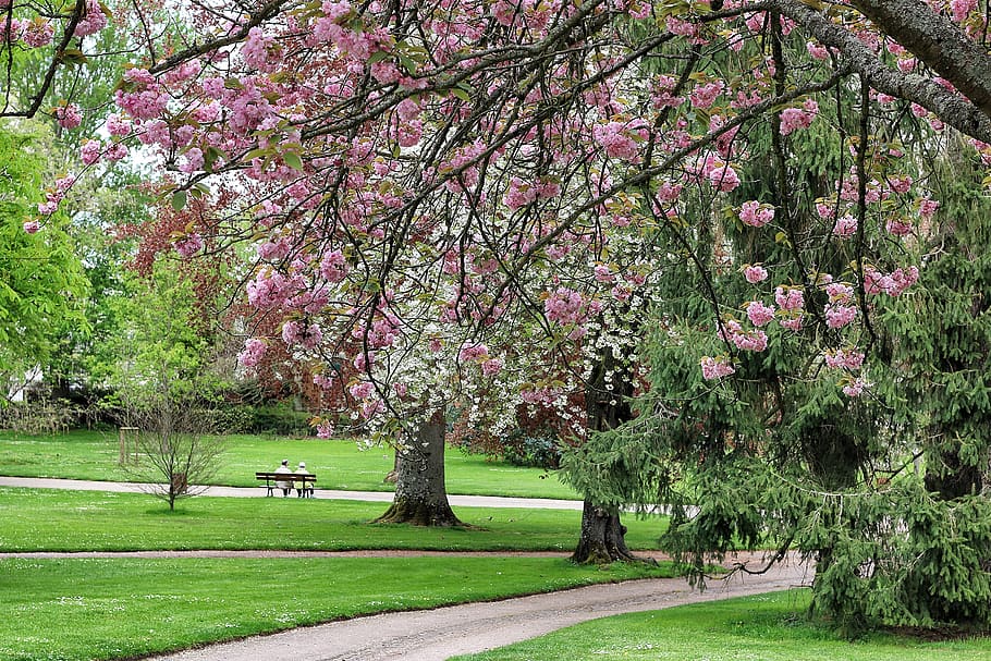 france, vichy, plant, tree, beauty in nature, flower, growth HD wallpaper