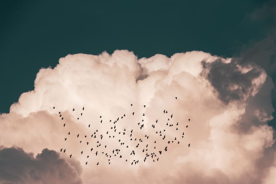 Flock Of Birds Flying Near White Clouds, cloud formation, cloudscape HD wallpaper