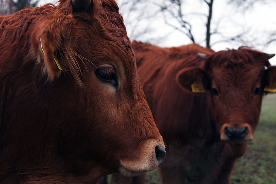 cow, cows, bull, beef, meat, cold, winter, farm, animal themes HD wallpaper
