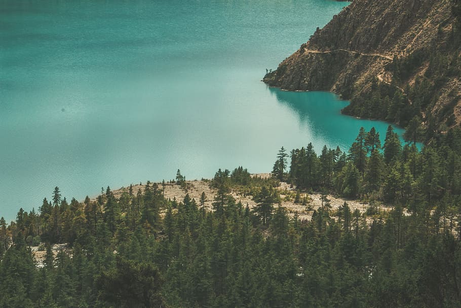 Body of Water and Forest, daylight, environment, high angle shot HD wallpaper