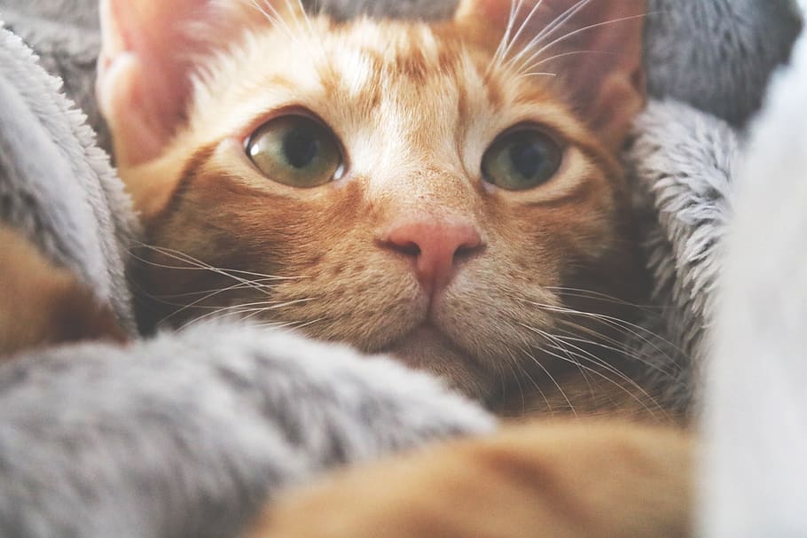 cat, kitten, lying, bed, relax, animal, cute, home, pet, domestic HD wallpaper