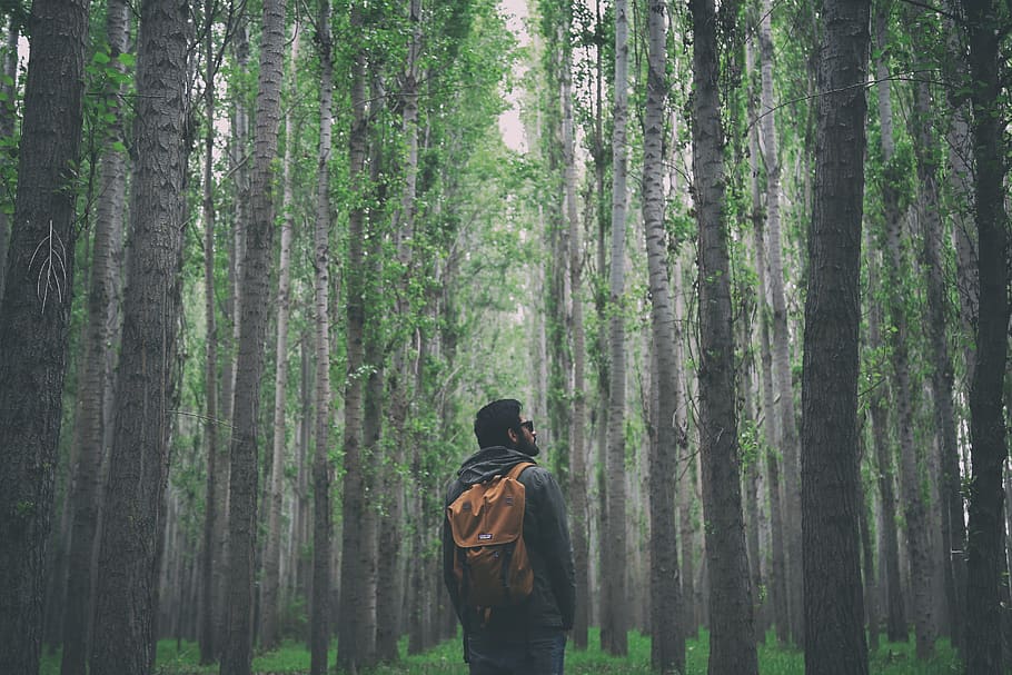 man standing between trees, forest, plant, rear view, real people HD wallpaper
